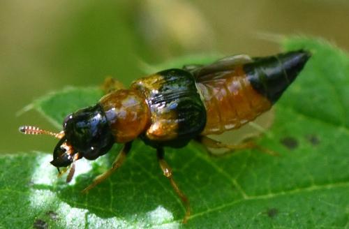Oxyporus rufus